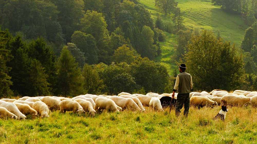 One Flock, One Shepherd